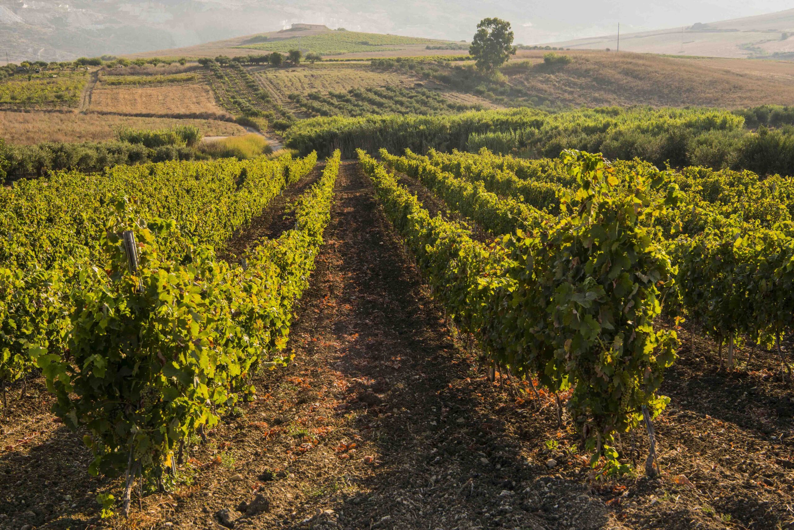 Nel Piatto | Vigneto Sicilia: La Nuova Sfida è La Certificazione Delle Viti